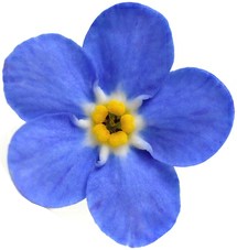 forget-me-not